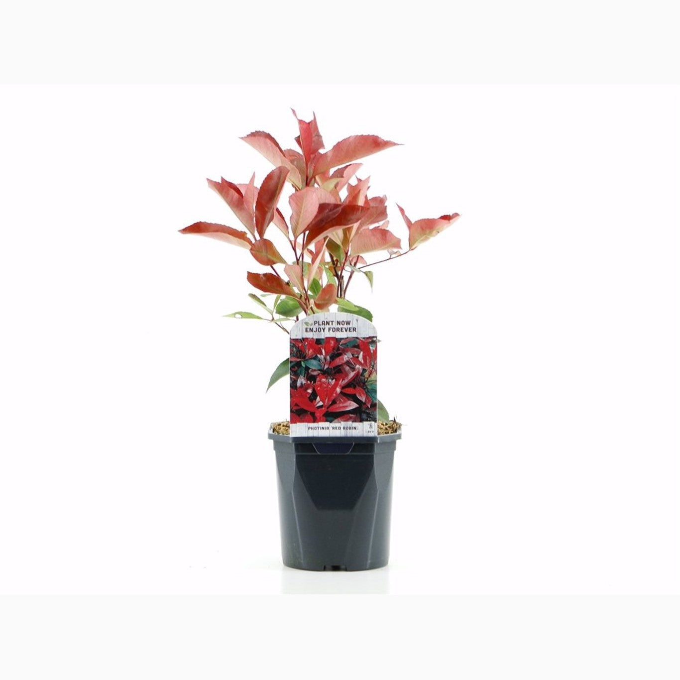 Fotinia – Photinia fraseri 'Red Robin' - C2